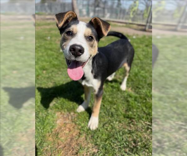 Medium Photo #2 Labsky Puppy For Sale in Conroe, TX, USA