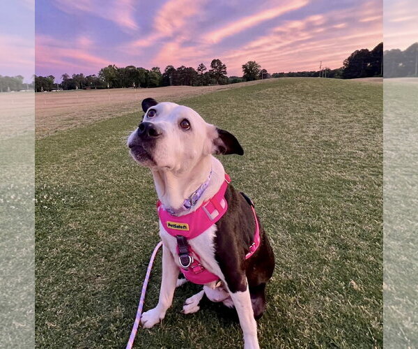 Medium Photo #3 Labrador Retriever-Unknown Mix Puppy For Sale in Spring Lake, NC, USA