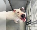 Small #1 American Pit Bull Terrier