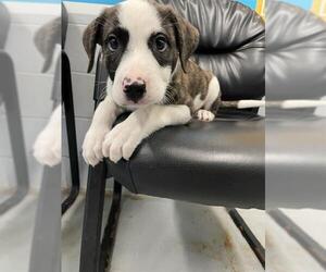 Saint Bernard-Unknown Mix Dogs for adoption in Waco, TX, USA