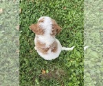 Small Photo #4 Poodle (Standard) Puppy For Sale in RICHMOND, IL, USA
