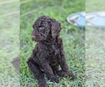 Puppy Puppy 3 Poodle (Standard)