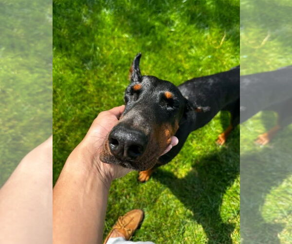 Medium Photo #7 Doberman Pinscher Puppy For Sale in Buffalo, MN, USA