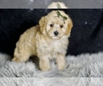 Small Photo #131 Maltipoo Puppy For Sale in WARSAW, IN, USA