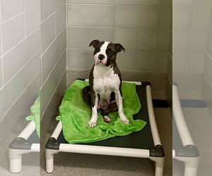 American Pit Bull Terrier-Unknown Mix Dogs for adoption in Virginia Beach, VA, USA