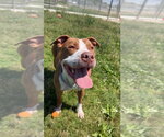 Small #4 American Staffordshire Terrier