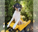 Small #3 Jack-Rat Terrier