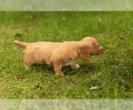 Small Photo #19 Dachshund Puppy For Sale in MILFORD, IN, USA