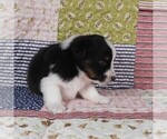 Small Photo #58 Miniature Australian Shepherd Puppy For Sale in HARRISON, OH, USA