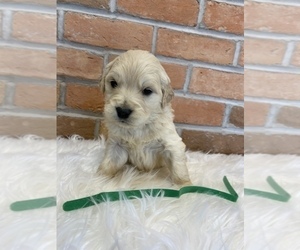 Golden Retriever Puppy for sale in LAPOINT, UT, USA