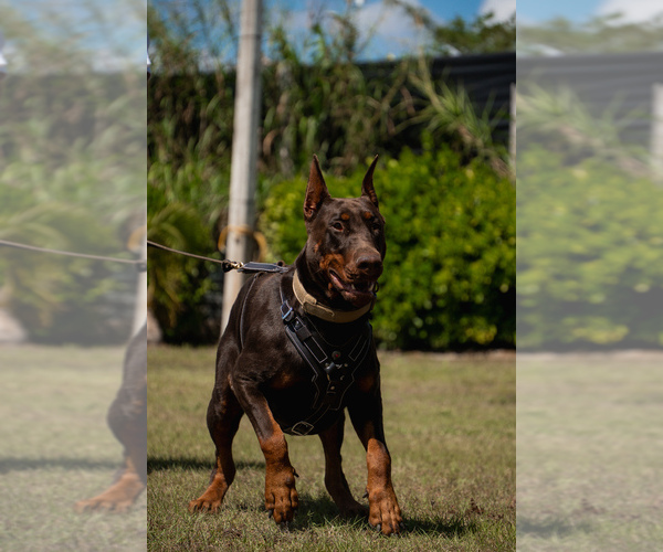 Medium Photo #22 Doberman Pinscher Puppy For Sale in FORT LAUDERDALE, FL, USA