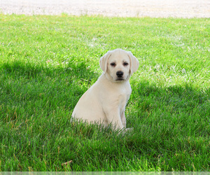 Labrador Retriever Puppy for sale in SYRACUSE, IN, USA