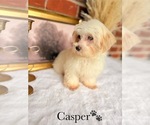 Small #8 Maltipoo