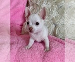 Small #5 Chihuahua