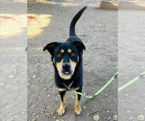 Labrottie Dogs for adoption in Santa Maria, CA, USA