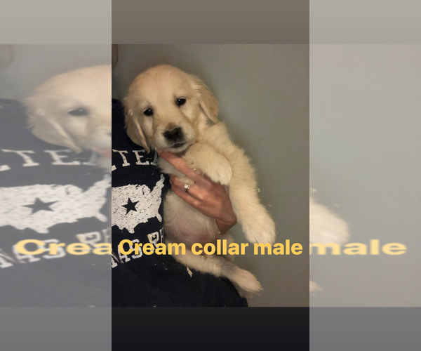Medium Photo #1 Golden Retriever Puppy For Sale in BRISTOL, VT, USA