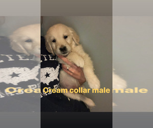 Golden Retriever Puppy for sale in BRISTOL, VT, USA