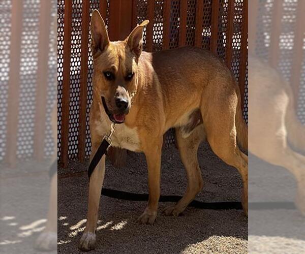 Medium Photo #1 Mutt Puppy For Sale in Las Vegas, NV, USA
