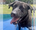 Small #3 Labrador Retriever-Retriever  Mix