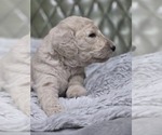 Small #3 Poodle (Standard)