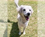 Small #2 Maltipoo