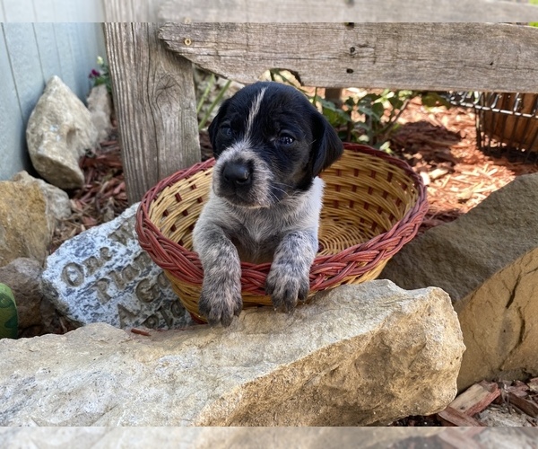 Medium Photo #13 German Wirehaired Pointer Puppy For Sale in PAOLA, KS, USA