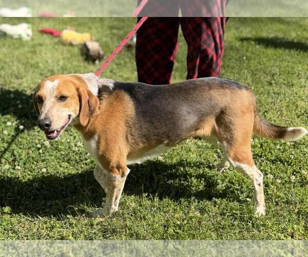 Medium Photo #2 Treeing Walker Coonhound-Unknown Mix Puppy For Sale in Yardley, PA, USA
