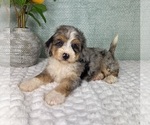 Small #3 Bernedoodle (Miniature)