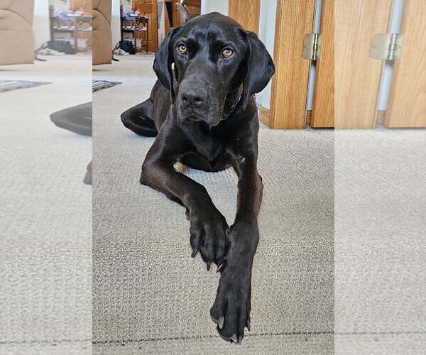Medium Photo #4 Labrador Retriever-Unknown Mix Puppy For Sale in Brooklyn Center, MN, USA
