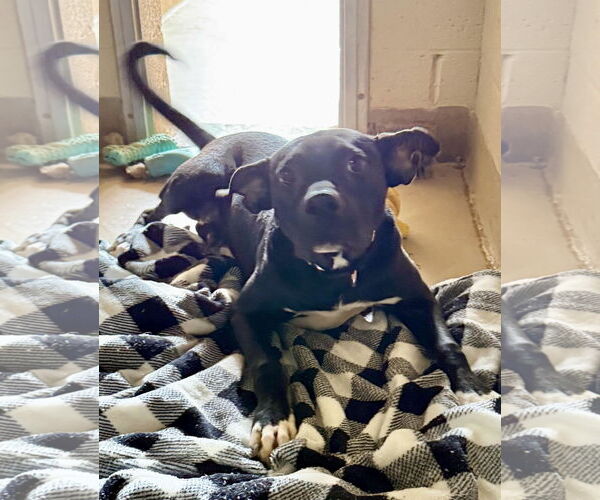 Medium Photo #2 American Pit Bull Terrier-Labrador Retriever Mix Puppy For Sale in Chandler, AZ, USA