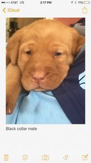 Labrador Retriever Puppy for sale in CULLMAN, AL, USA