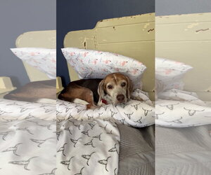 Coco Bean - Male Beagle Dog for Adoption - Photo #15