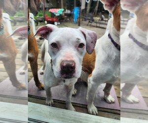 American Pit Bull Terrier-Unknown Mix Dogs for adoption in Woodbury, NY, USA