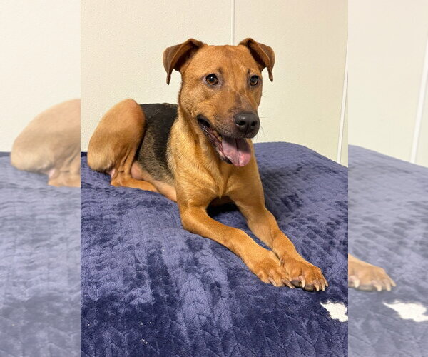 Medium Photo #1 Mutt Puppy For Sale in Sanford, FL, USA
