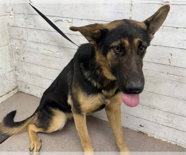 Medium Photo #1 German Shepherd Dog-Unknown Mix Puppy For Sale in San Bernardino, CA, USA