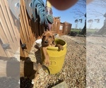 Puppy 1 Poodle (Standard)-Redbone Coonhound Mix