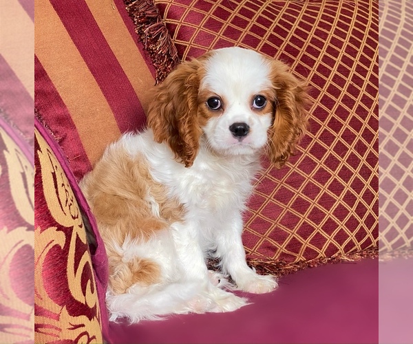 Medium Photo #3 Cavalier King Charles Spaniel Puppy For Sale in MIAMI, FL, USA