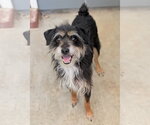Small #1 Miniature Schnauzer Mix