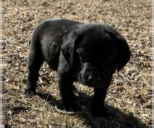 Labrador Retriever Puppy for Sale in FOREST CITY, Iowa USA