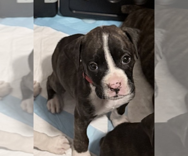 Medium Photo #3 Boxer Puppy For Sale in DISPUTANTA, VA, USA