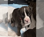 Boxer puppies - Male Boxer Puppy for Sale - Photo #3