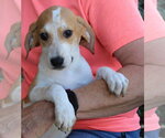 Small #3 Treeing Walker Coonhound Mix