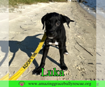 Small #8 Bulldog-Labrador Retriever Mix
