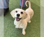 Small #1 Poodle (Miniature) Mix