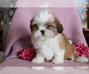 Shih Tzu Puppy for sale in SHILOH, OH, USA