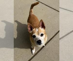 Chihuahua Dogs for adoption in Sacramento, CA, USA
