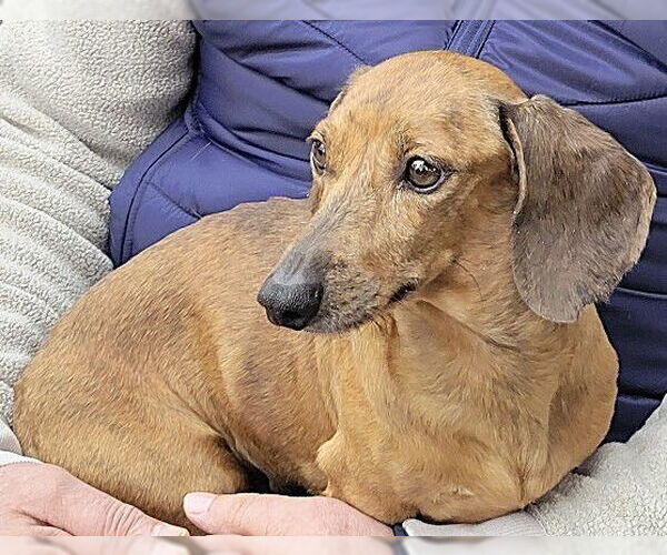 Medium Photo #4 Dachshund Puppy For Sale in St. Louis Park, MN, USA