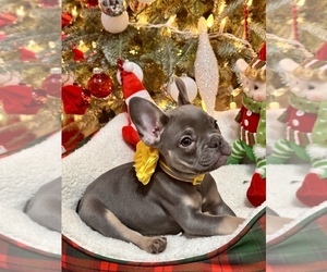 French Bulldog Puppy for sale in CAPE CORAL, FL, USA