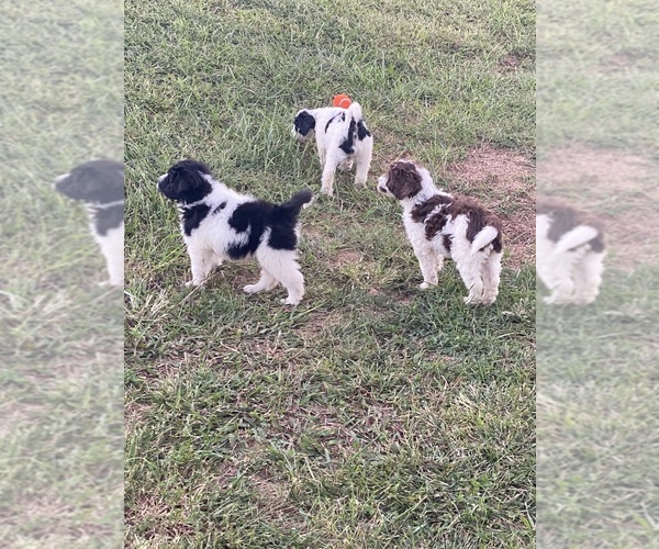 Medium Photo #3 Bordoodle-F2 Aussiedoodle Mix Puppy For Sale in BLAINE, TN, USA