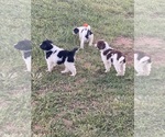 Litter of 9 - Male(s) and Female(s) Bordoodle-F2 Aussiedoodle MixLitter of Puppies for Sale - Photo #3